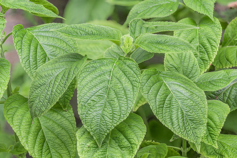 Chia - Salvia hispanica